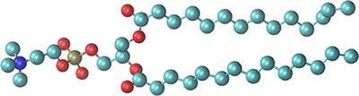 Interaction of Small Ionic Species With Phospholipid Membranes: The Role of Metal Coordination